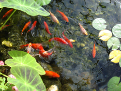 Are you ready to jump into a bigger pond?
